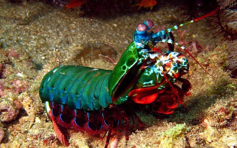 Рак-богомол