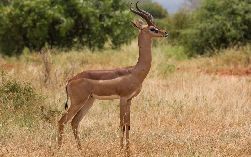 Удивительные животные Африки