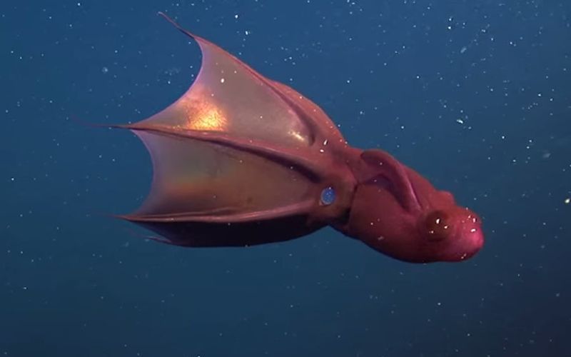 Кальмар-вампир