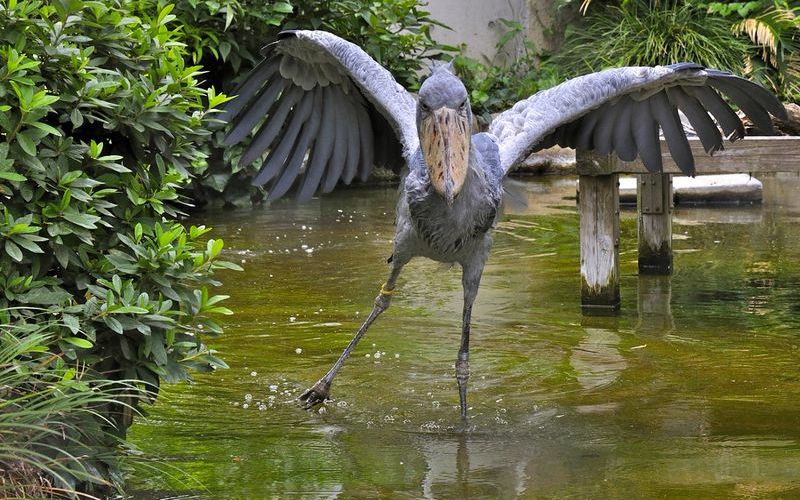 Удивительные животные Африки