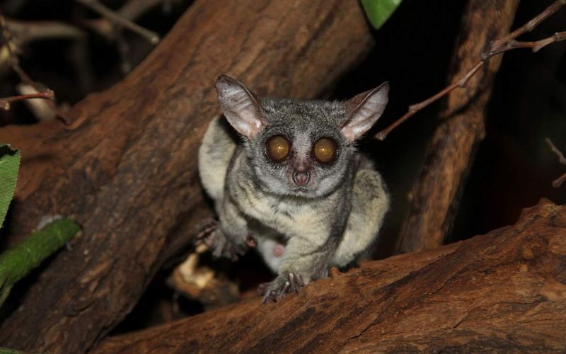 Удивительные животные Африки