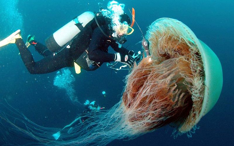 Гигантская медуза