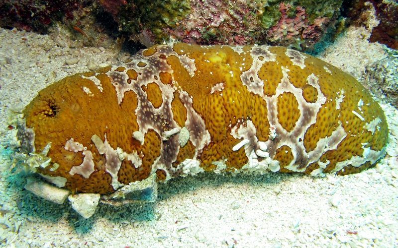 Голотурия – морской огурец