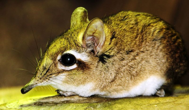 Попрыгунчик