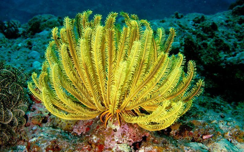 Морская лилия