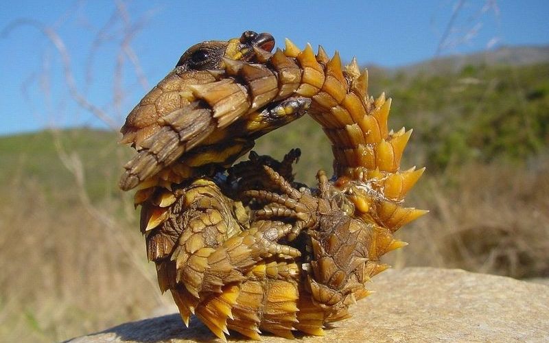 Удивительные животные Африки