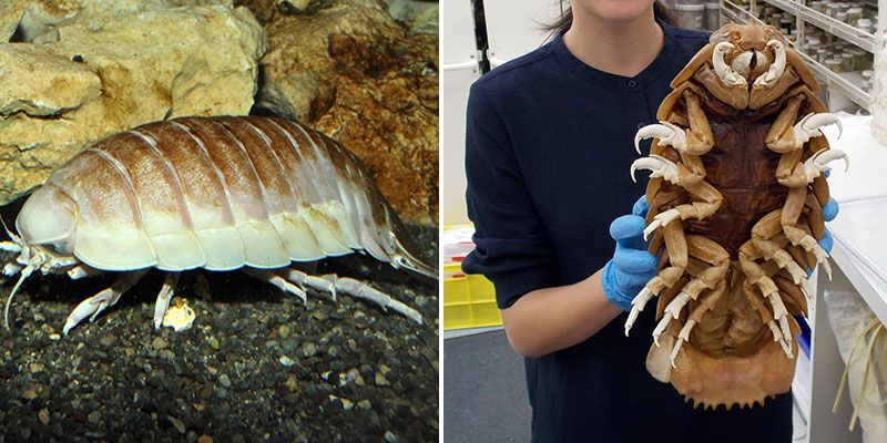 Гигантский изопод