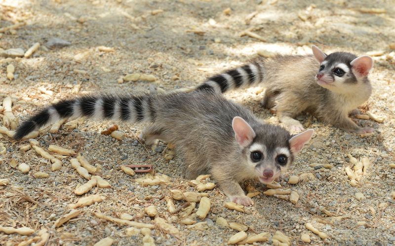 Североамериканский какомицли