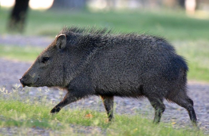 Ошейниковые пекари