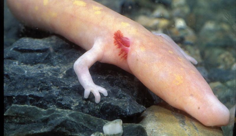 Европейский протей