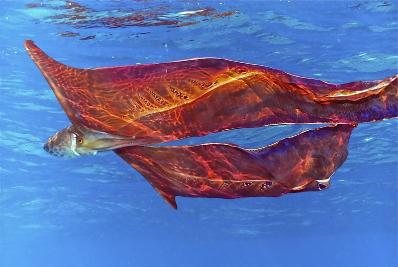 Осьминог-одеяло