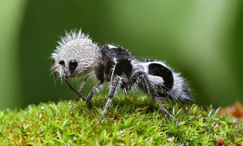 Муравей-панда