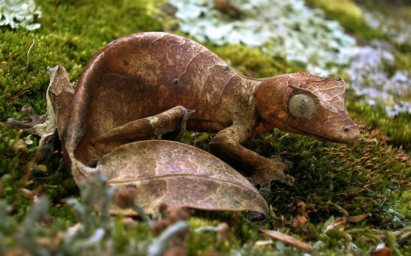 Мадагаскарский геккон
