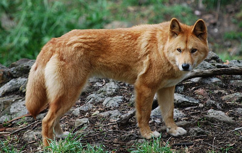 Дикая собака Динго