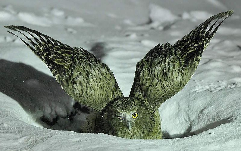 Рыбный филин