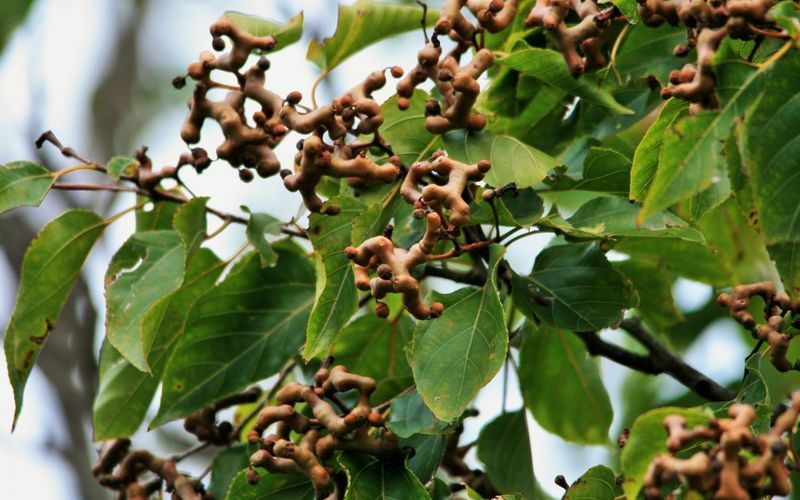 Говения сладкая