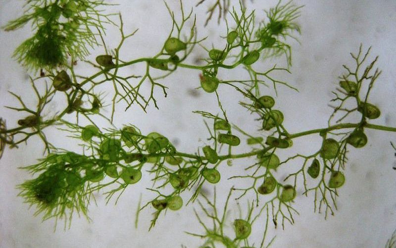 Пузырчатка обыкновенная