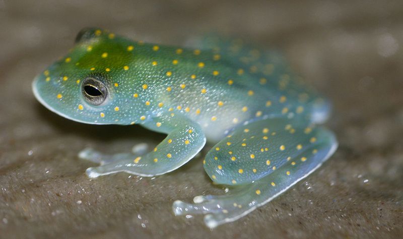 Стеклянная лягушка