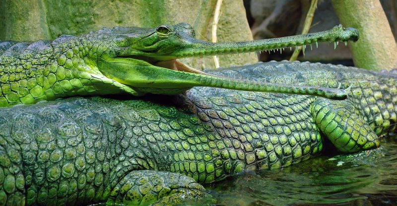 Гангский гавиал