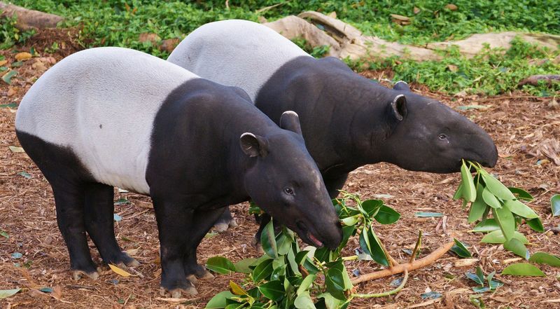 Чепрачный тапир