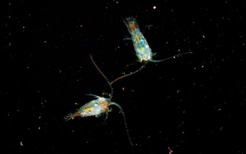 Рачок эпишура