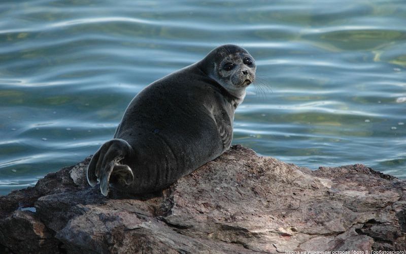 Байкальская нерпа