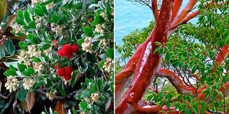 Земляничное дерево