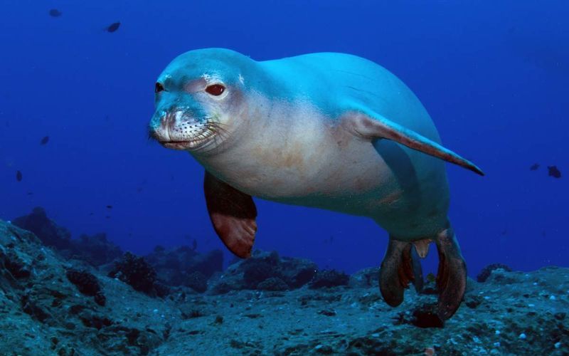 Тюлень-монах