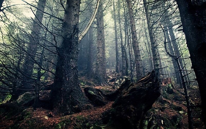 Лес Хоя Бачи