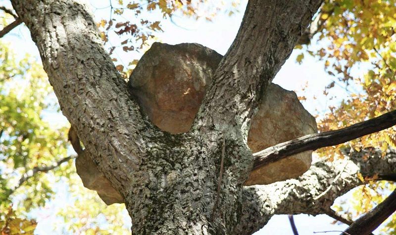 Валуны на деревьях