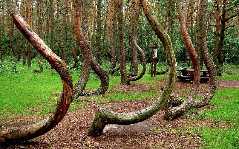 Криволесье около города Грыфино