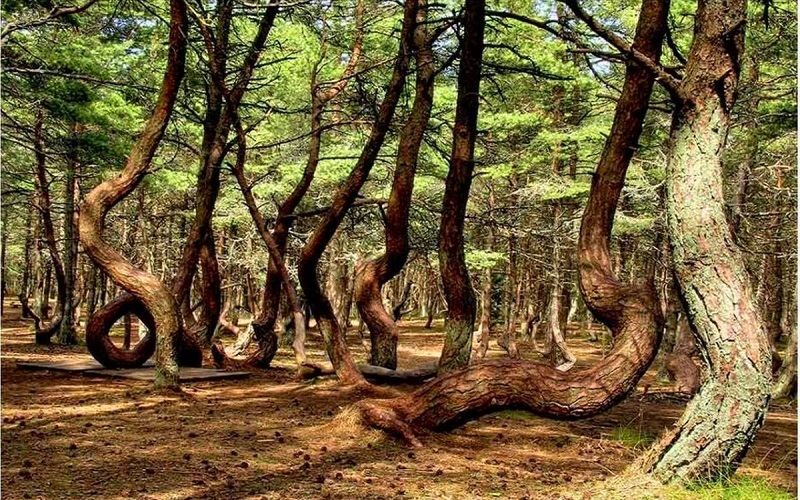 Танцующий лес в Калининградской области
