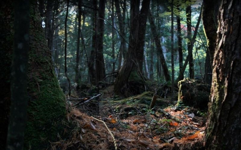 «Равнина синих деревьев»