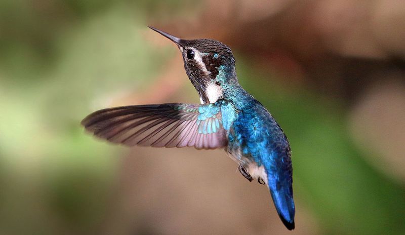 Колибри-пчелка