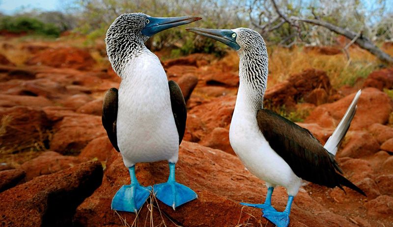 Голубоногая олуша