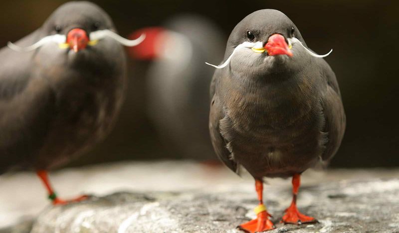 Крачка-инка