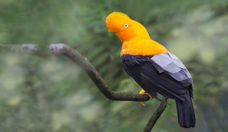 Андский скальный петушок