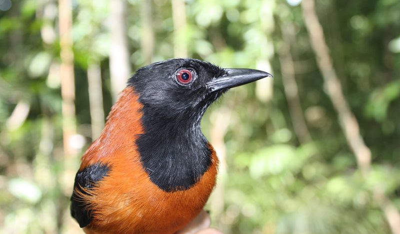 Дроздовая мухоловка