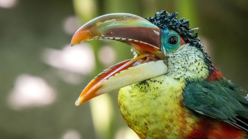 Курчавый арсари