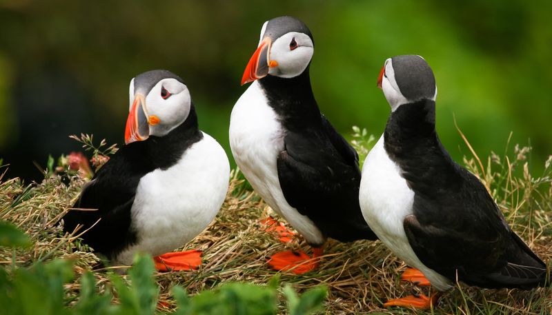 Топорок (Топорик)