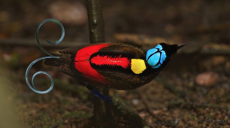 Синеголовая райская птица