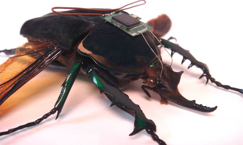 Жуки в армии