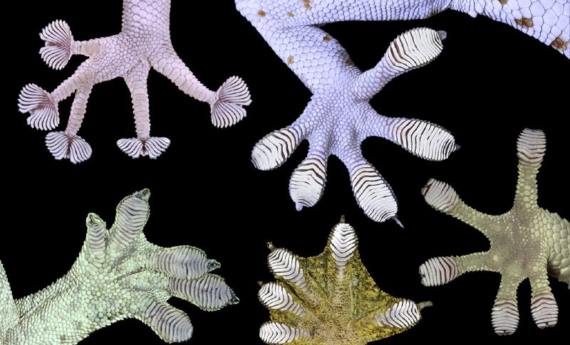 Костюм геккона в армии