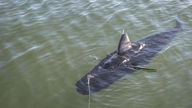 Тунец-шпион, проект "Silent Nemo"