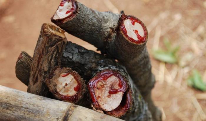 Драцена - дерево, плачущее кровью