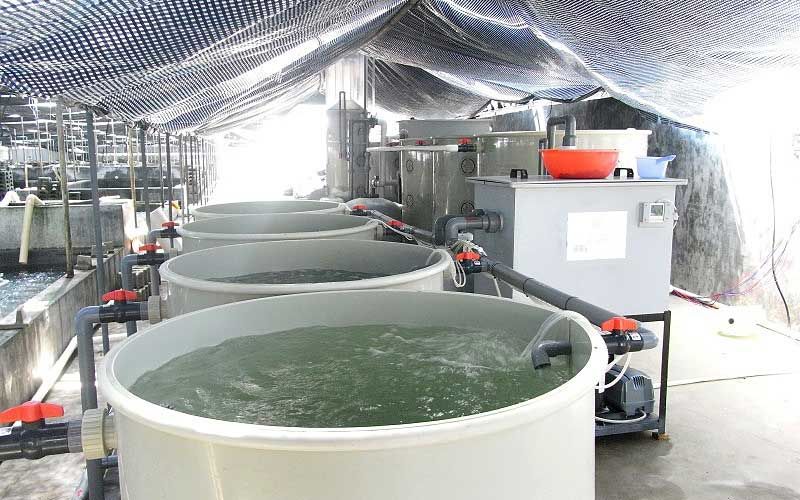 Выращивание осетровых в УЗВ