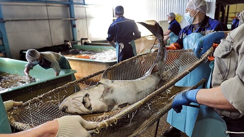 Разведение рыб по методу Киселева