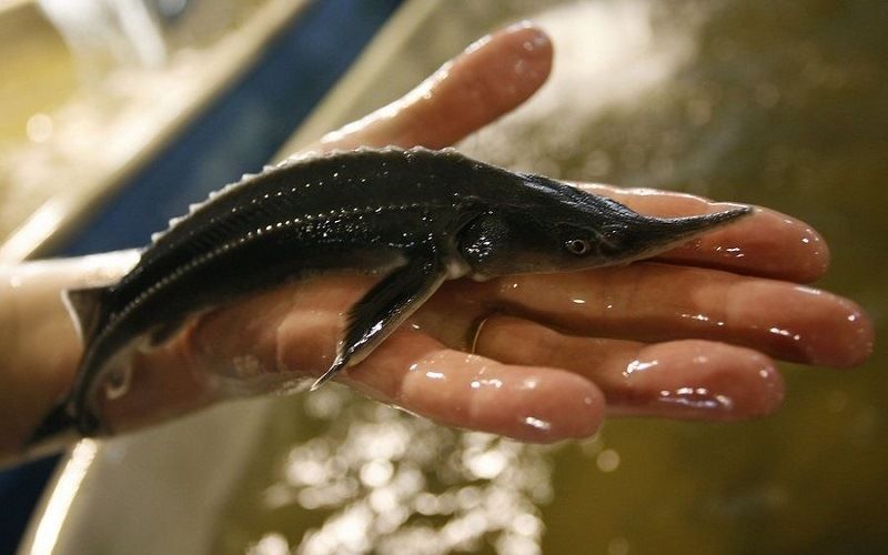 Преимущество технологии УЗВ для выращивания осетровых