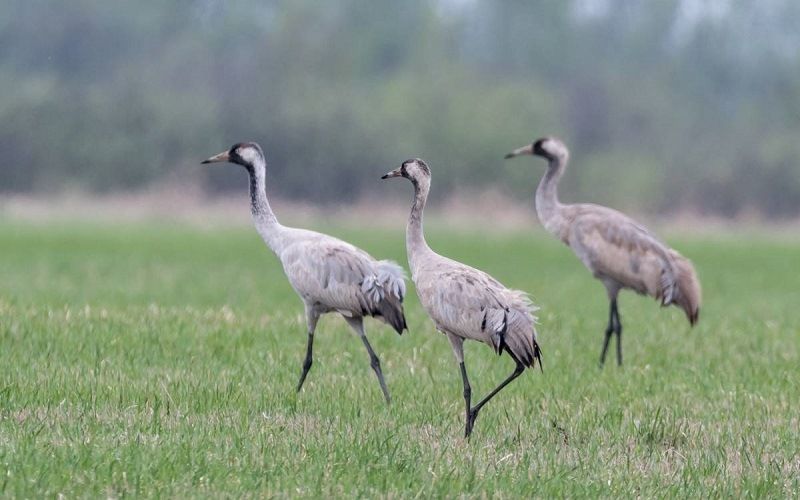 Серый журавль