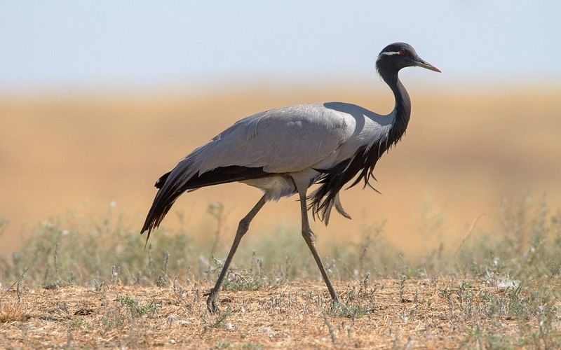 Журавль красавка